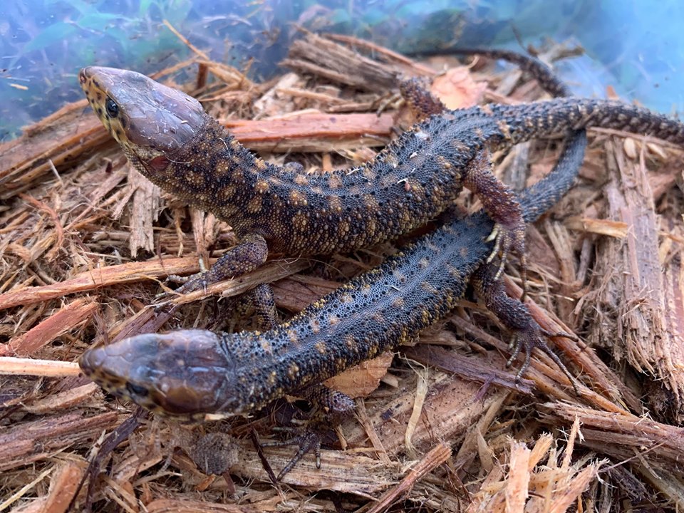 For Sale Yellow Spotted Night Lizards FaunaClassifieds