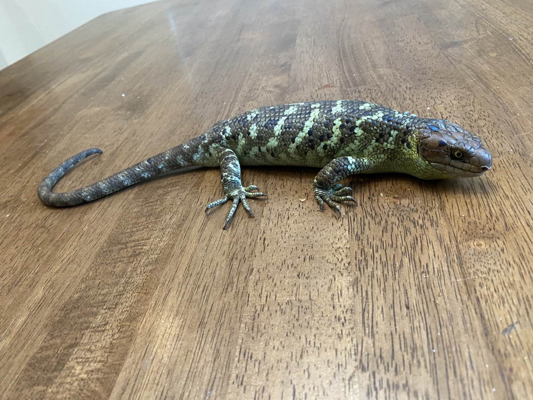 SOLD Pair Of Monkey Tailed Skinks FaunaClassifieds