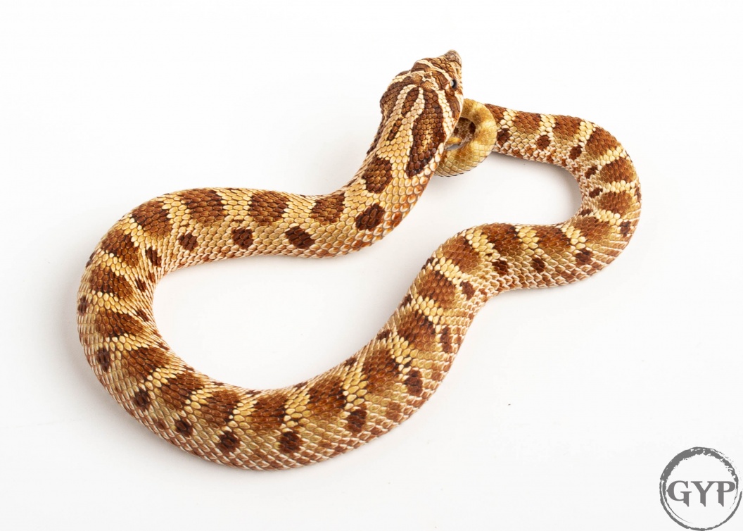 2019 Conda Hognose Snake FaunaClassifieds