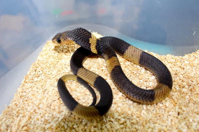 For Sale Banded Egyptian Cobras TRUE Naja Annulifera FaunaClassifieds