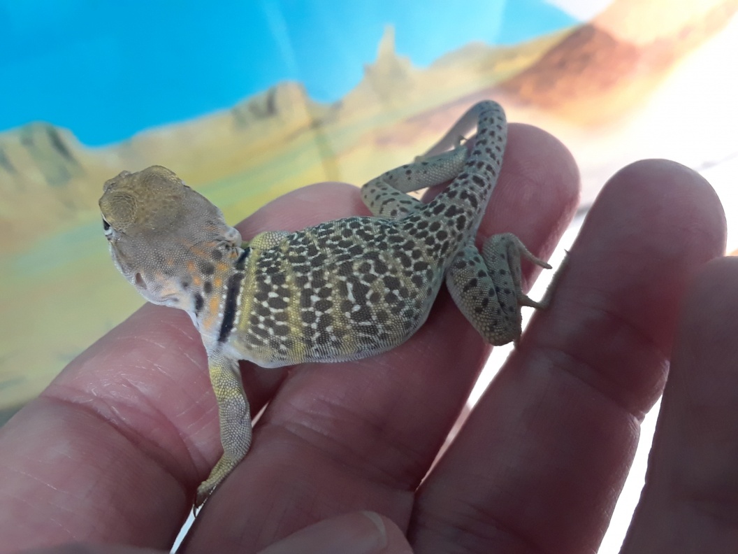 Beautiful CB baby collared lizards 4 Corners NM locale FaunaClassifieds