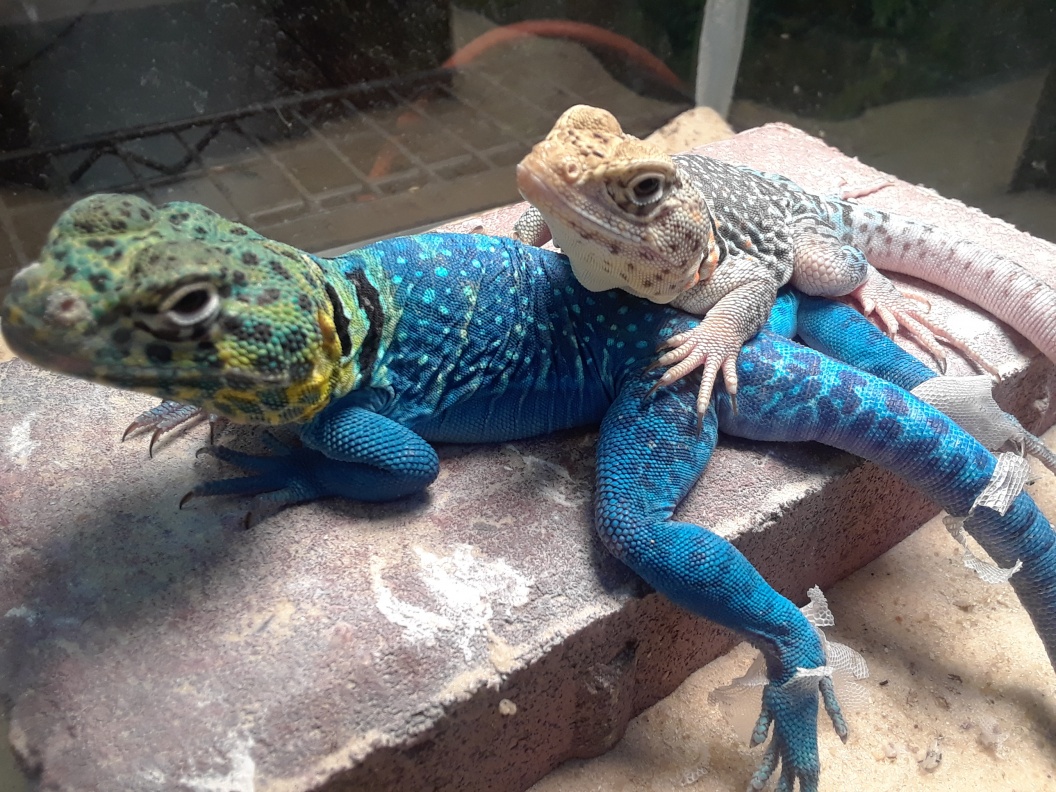 Beautiful Blazing Blue Male Collared Lizard babies FaunaClassifieds