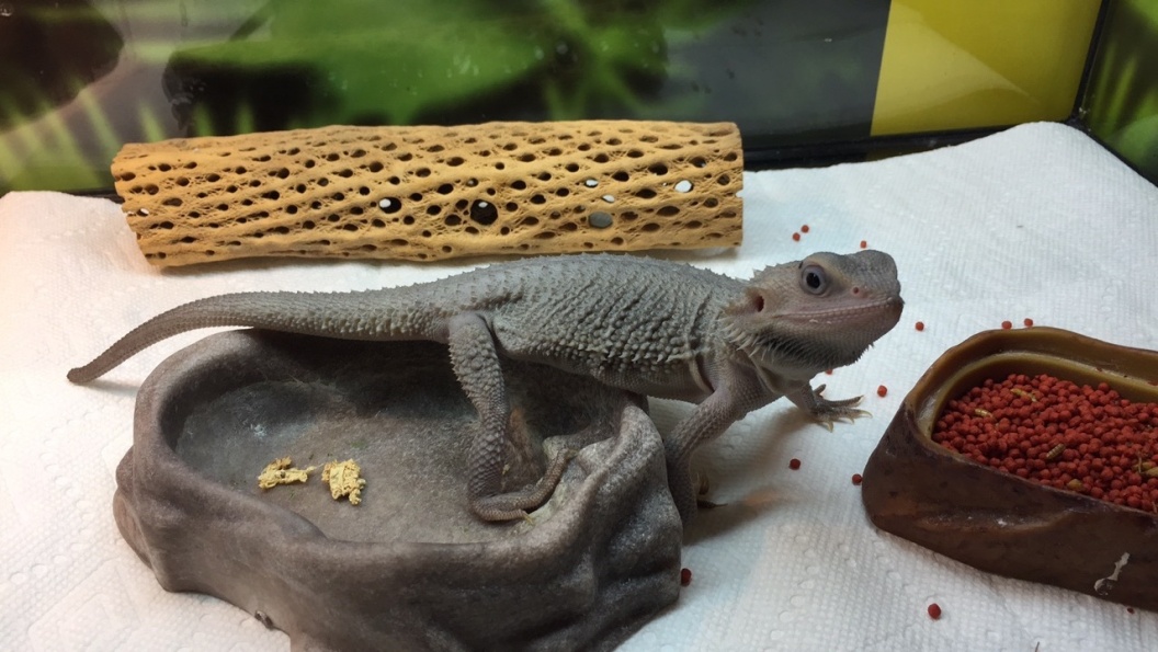 2 healthy bearded dragon for sale!!! + 2 cages