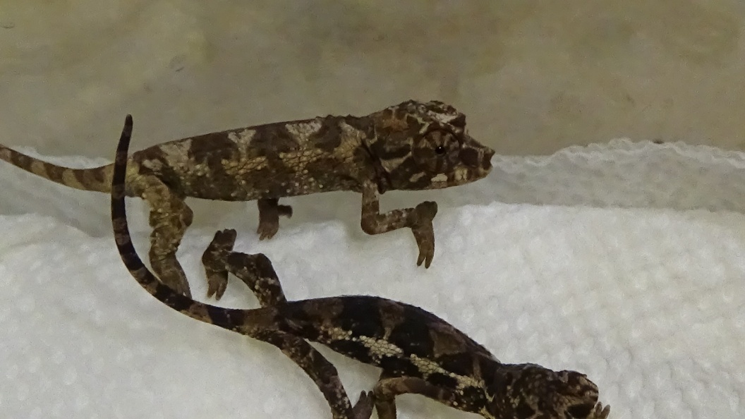 For Sale Baby Jackson's Chameleons - FaunaClassifieds