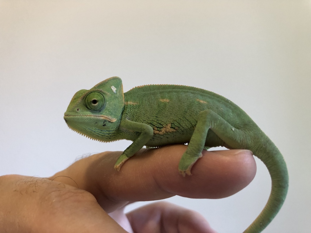 For Sale Baby Veiled Chameleons for Sale - FaunaClassifieds