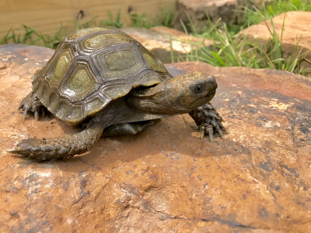 SOLD!! Burmese Brown Mountain Tortoise - FaunaClassifieds