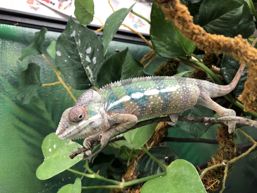 For Sale ULTRA RARE NOSY VALIHA PANTHER CHAMELEONS - FaunaClassifieds