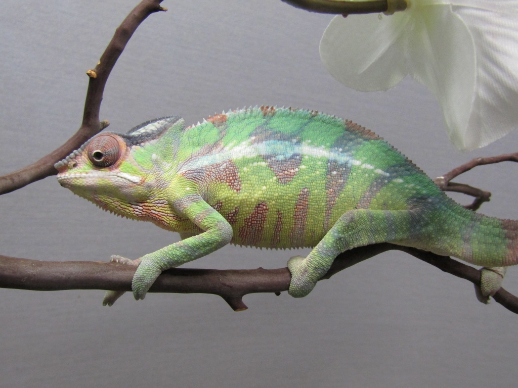 For Sale ULTRA RARE NOSY VALIHA PANTHER CHAMELEONS - FaunaClassifieds