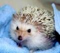 hedgehog2.jpg
