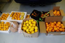 citrus_12222022_01.jpg
