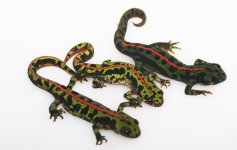 2022 marbled newts.jpg