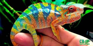 panther-chameleon-habititat.jpg
