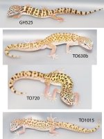 Coleonyx males copy.jpg