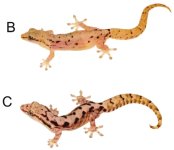 mourninggecko.jpg