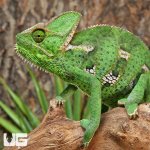 ug_Veiled_Chameleon_(9-11)_2.jpg