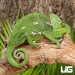 ug_Veiled_Chameleon_(9-11)_1.jpg