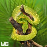 ug_Adult_Biak_Green_Tree_Python_4.jpg