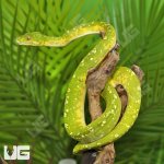 ug_Adult_Biak_Green_Tree_Python_3.jpg