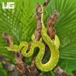 ug_Adult_Biak_Green_Tree_Python_2.jpg