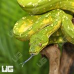 ug_Adult_Biak_Green_Tree_Python_1.jpg
