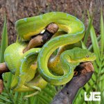 ug_Jayapura_Green_Tree_Python_4.jpg