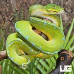 ug_Jayapura_Green_Tree_Python_2.jpg