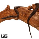ug_indonesian_tree_boa_4.jpg