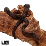 ug_indonesian_tree_boa_3.jpg