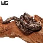 ug_indonesian_tree_boa_1.jpg