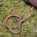 ug_Hatchling_Ribbon_Snake_1.jpg
