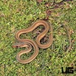 ug_Hatchling_Ribbon_Snake_4.jpg