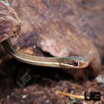 ug_Hatchling_Ribbon_Snake_2.jpg
