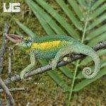 ug_Rainbow_Jacksons_Chameleon_4.jpg