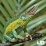 ug_Rainbow_Jacksons_Chameleon_3.jpg