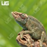 ug_C_B_Juvenile_Rainbow_Jackson_2.jpg