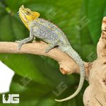 ug_Helmeted_Chameleon_3.jpg