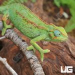 ug_elliots_chameleon_4.jpg