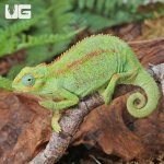 ug_elliots_chameleon_2.jpg