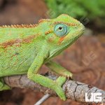 ug_elliots_chameleon_1.jpg