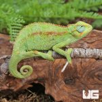 ug_elliots_chameleon_3.jpg