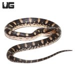ug_baby_puff_faced_water_snake_2.jpg