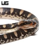 ug_baby_puff_faced_water_snake_1.jpg