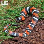 ug_Baby_Tricolor_Hognose_4.jpg