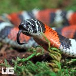 ug_Baby_Tricolor_Hognose_3.jpg