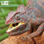 ug_Oustalets_Chameleon_4.jpg