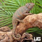 ug_Oustalets_Chameleon_3.jpg