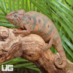 ug_Oustalets_Chameleon_2.jpg