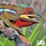 ug_MALE_Ambilobe_Panther_Chameleon_3.jpg