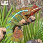 ug_MALE_Ambilobe_Panther_Chameleon_1.jpg