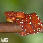 ug_new_baby_biak_green_tree_python_4.jpg